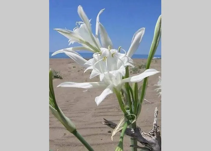 Yria Zakynthos Katastárion