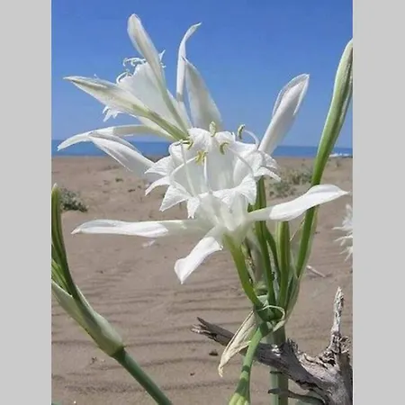 Yria Zakynthos Katastárion